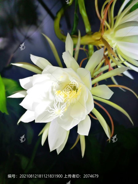 曇花