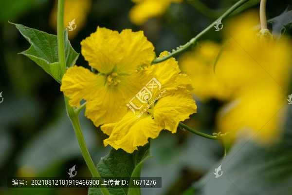絲瓜花