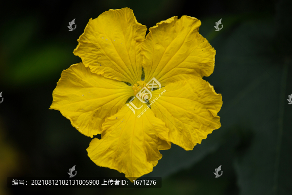 絲瓜花