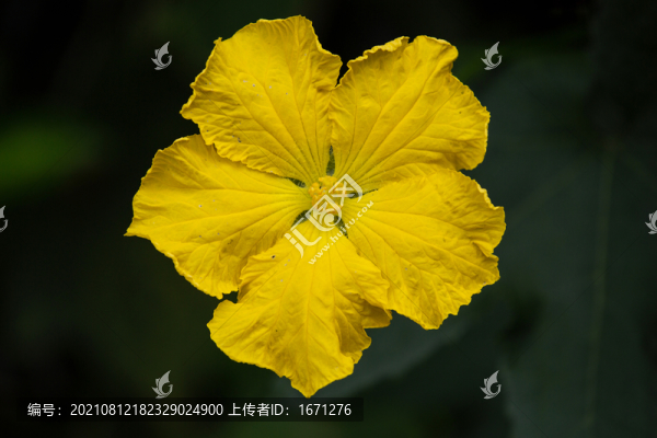 絲瓜花