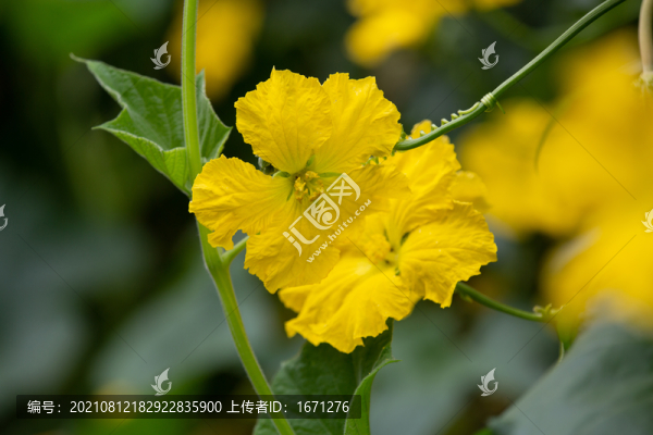 絲瓜花