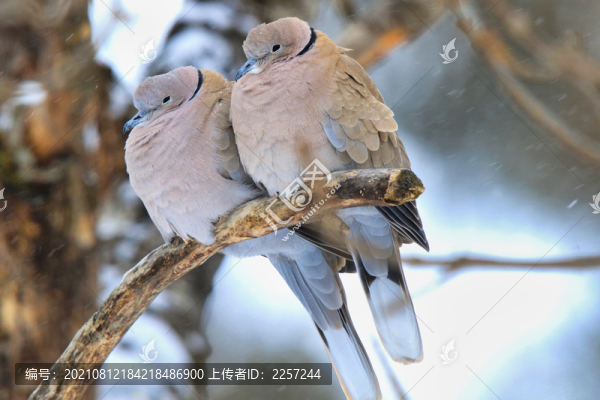 山斑鳩