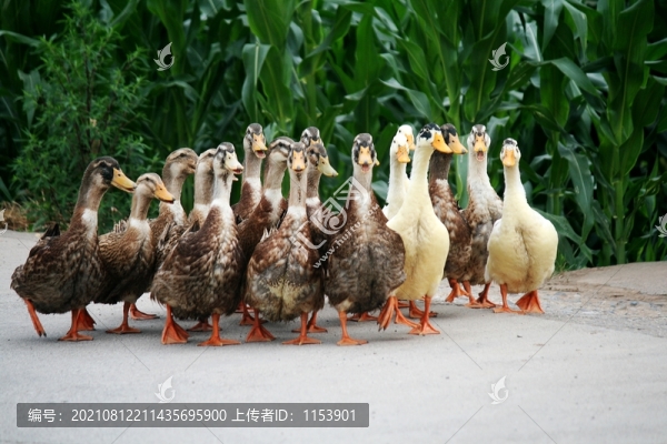 散養(yǎng)鴨