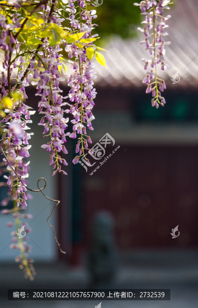 紫藤花