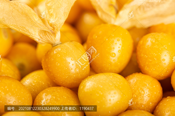 黃菇娘漿果