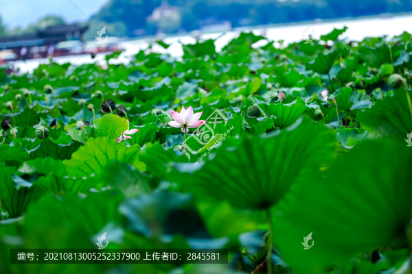 季末的荷花