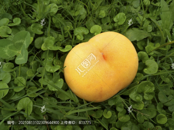 草地特寫黃桃圖片