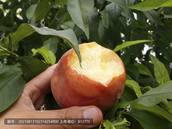 多汁水蜜桃