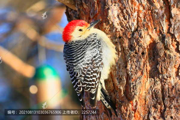 紅腹啄木鳥
