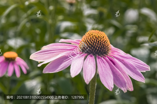 松果菊