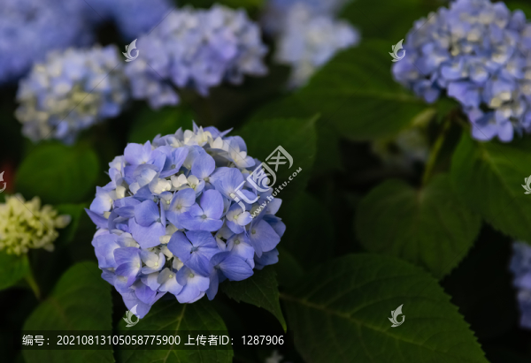 繡球花