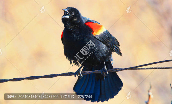 紅翼鶇