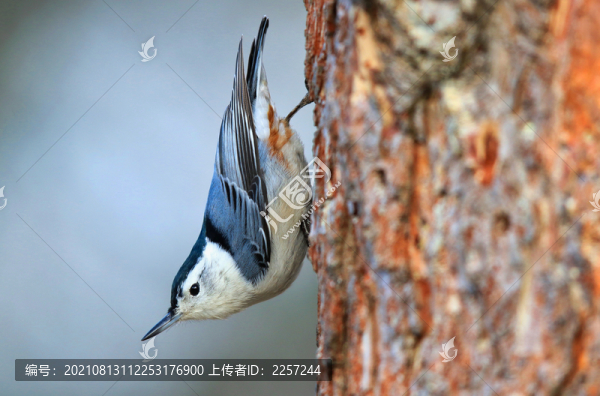 黑頭鳾