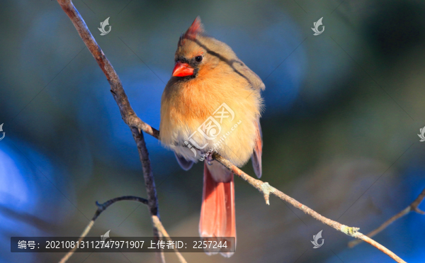 主紅雀