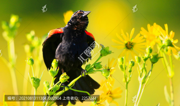 紅翼鶇