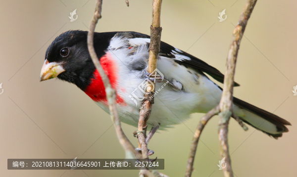 闊嘴鳥(niǎo)與啄花鳥(niǎo)