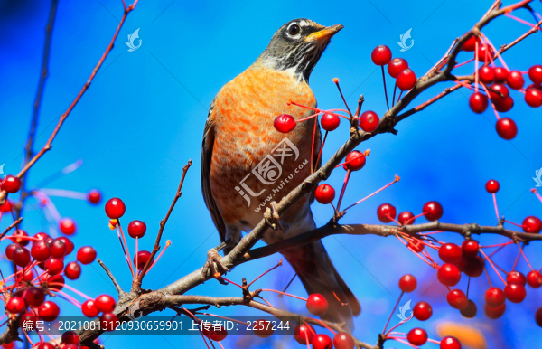 北美知更鳥