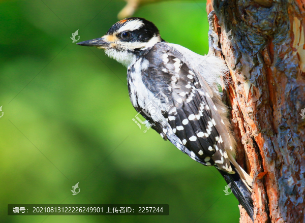 小斑啄木鳥