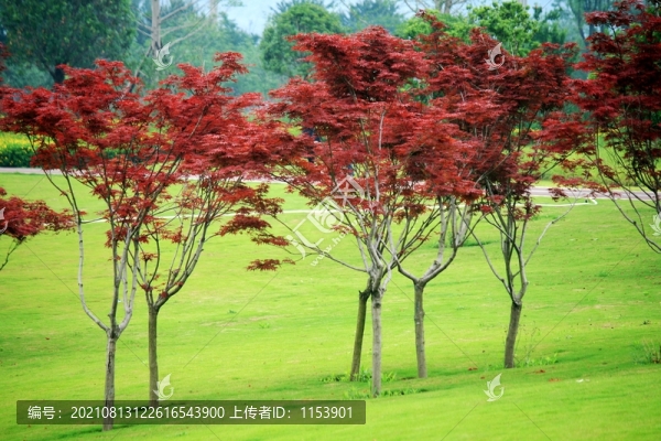 紅楓