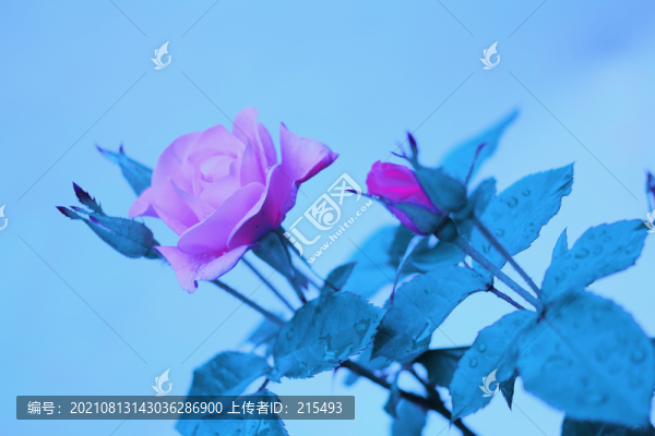 玫瑰月季花