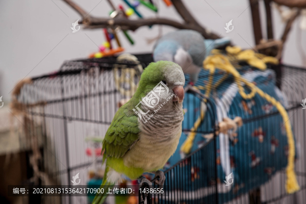 鸚鵡