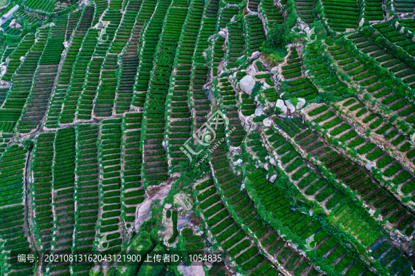 嶗山茶園