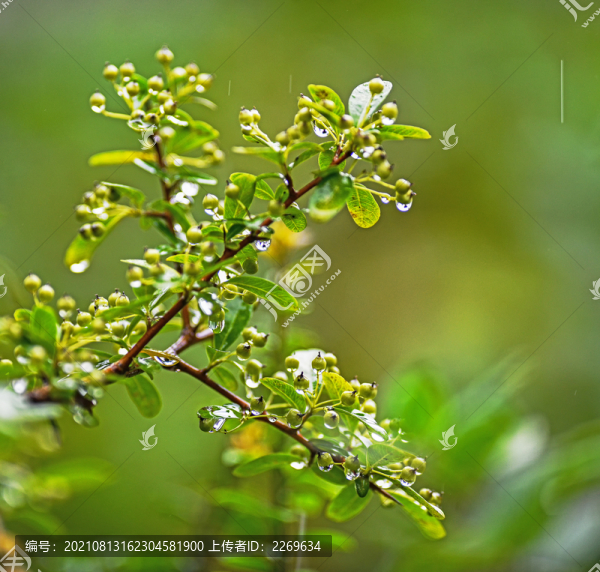 植物特寫