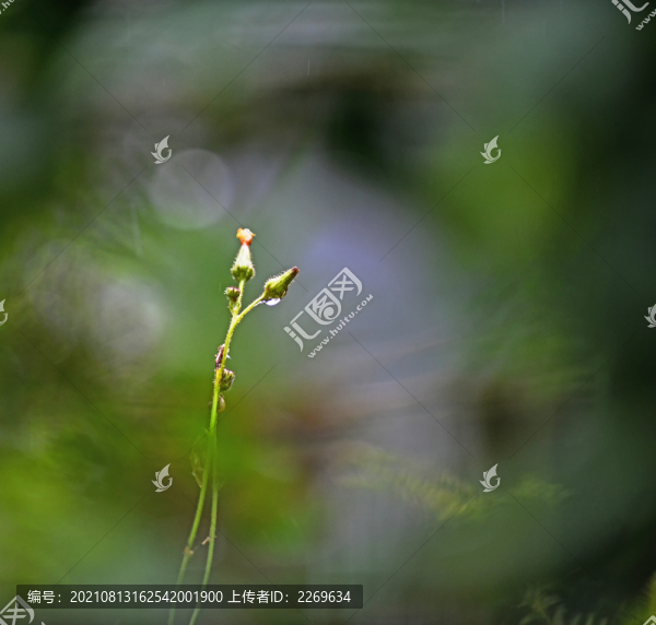 植物特寫