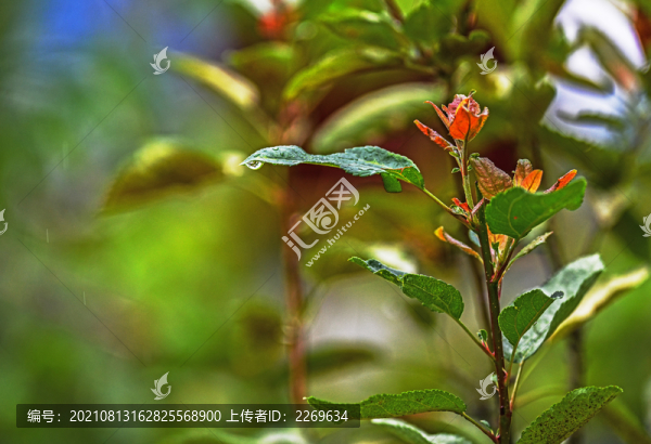 植物特寫
