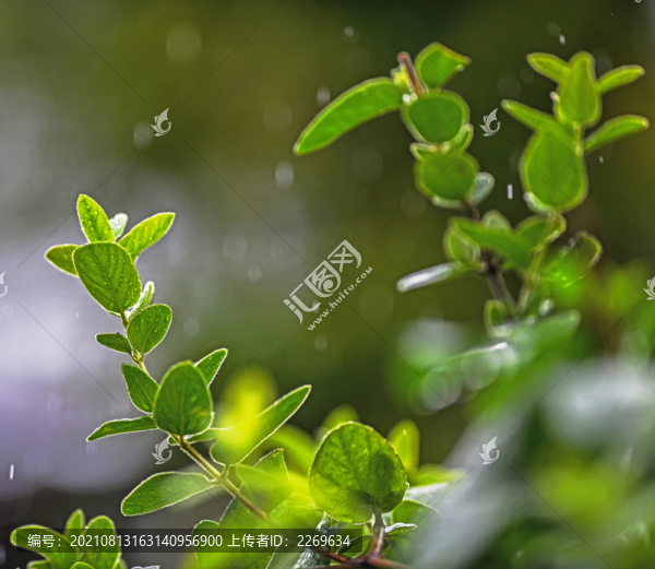 植物特寫