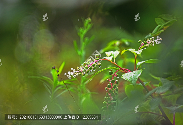 植物特寫