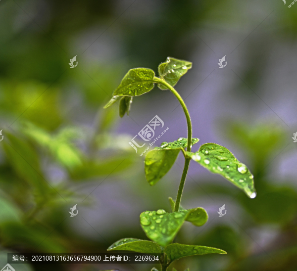 植物特寫