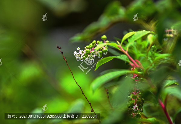 植物特寫