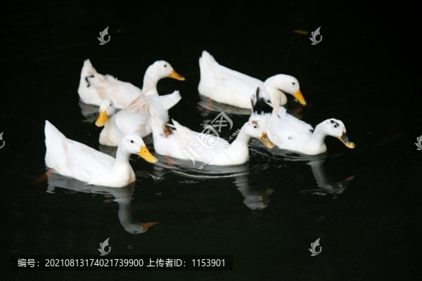 土鴨