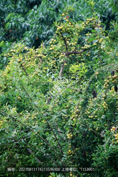 李子樹