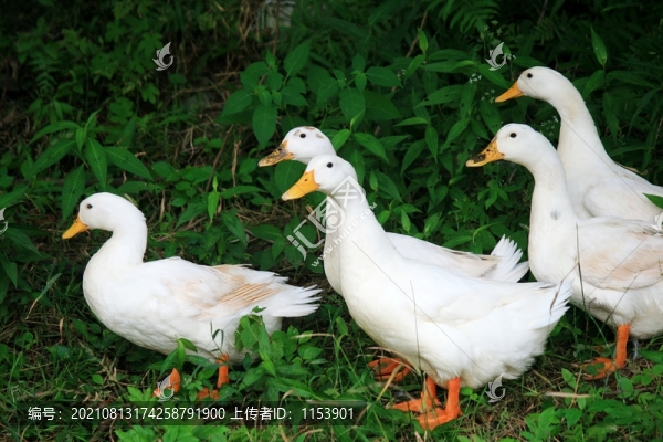 白鴨