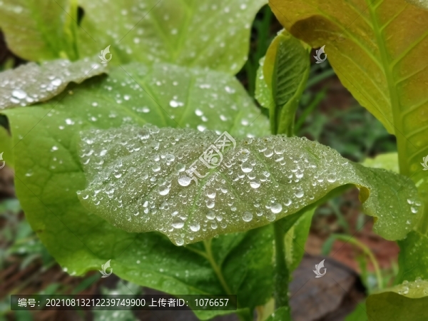 樹葉露珠