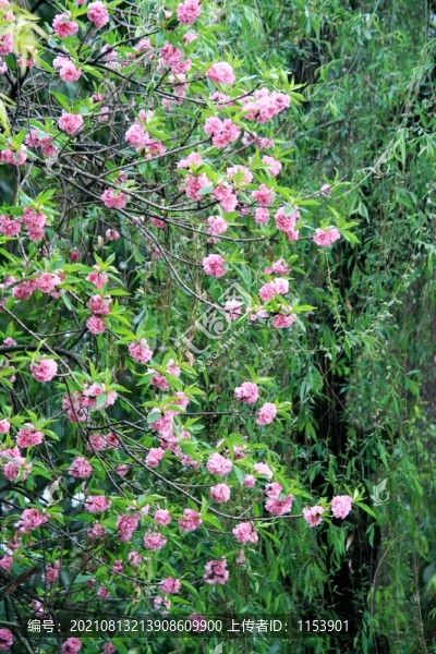 柳暗花明