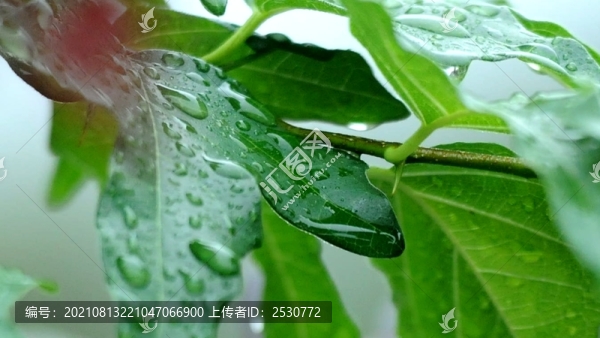 柘