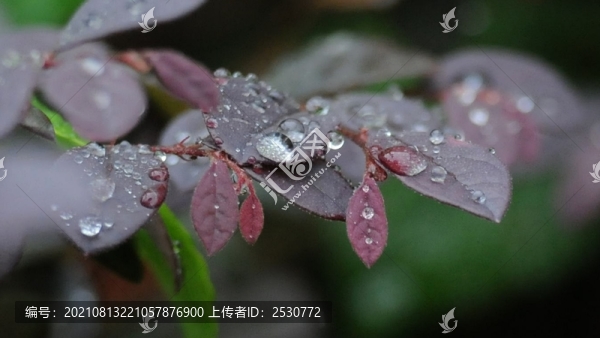 紫葉小檗