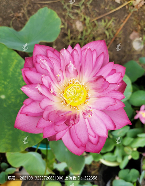 碗蓮