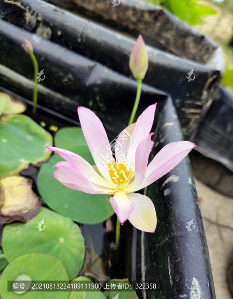 碗蓮