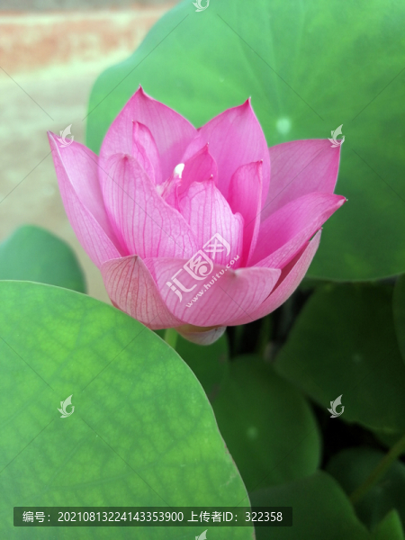 碗蓮