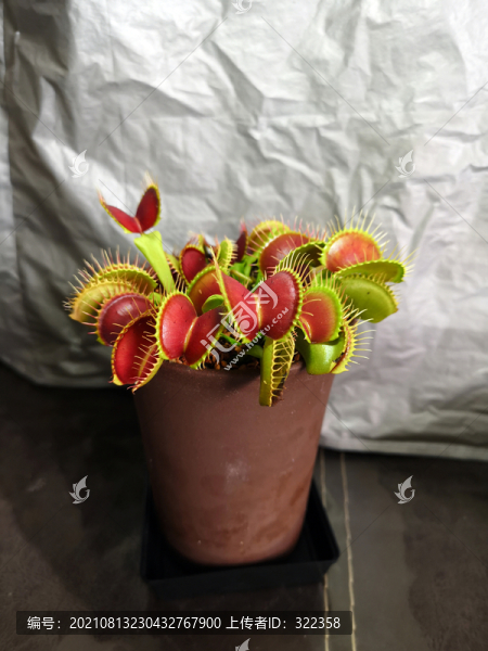 食蚊草
