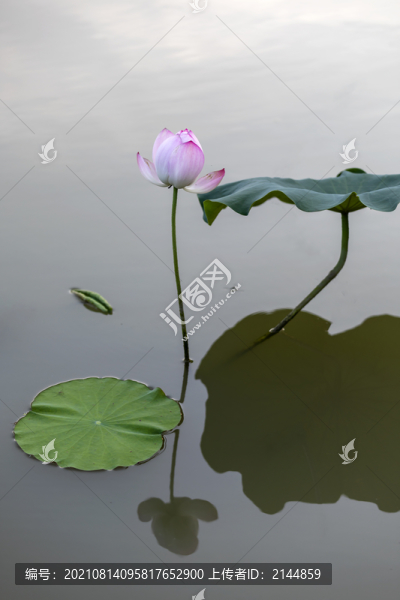 荷花高清攝影