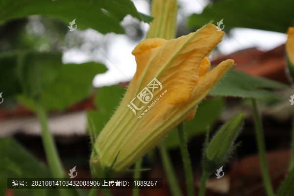 南瓜花