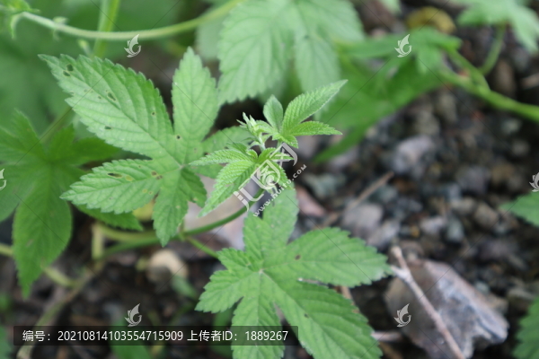 葎草