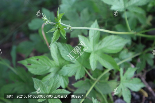 葎草
