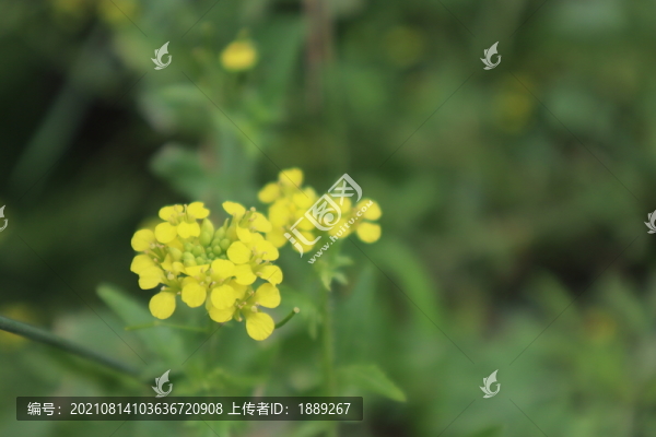 小花糖芥