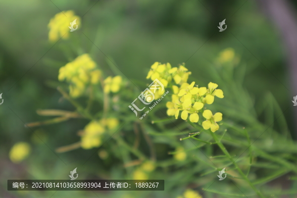 小花糖芥